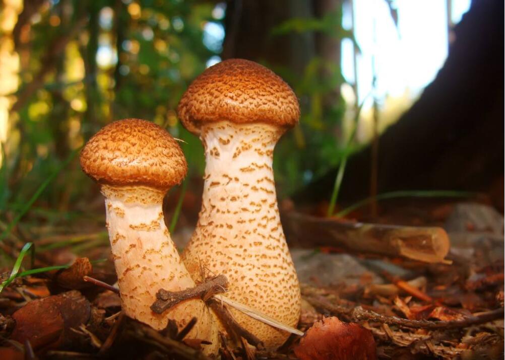 身为云南人你真的了解滇菜吗