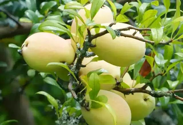 新东方美食推荐之酸木瓜